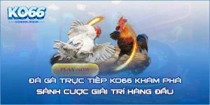 Đá Gà Trực Tiếp KO66 Khám Phá Sảnh Cược Giải Trí Hàng Đầu