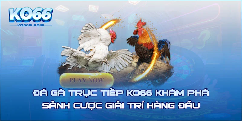 Đá Gà Trực Tiếp KO66 Khám Phá Sảnh Cược Giải Trí Hàng Đầu