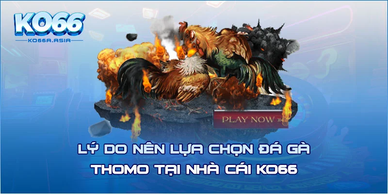 Lý do nên lựa chọn đá gà Thomo tại nhà cái KO66