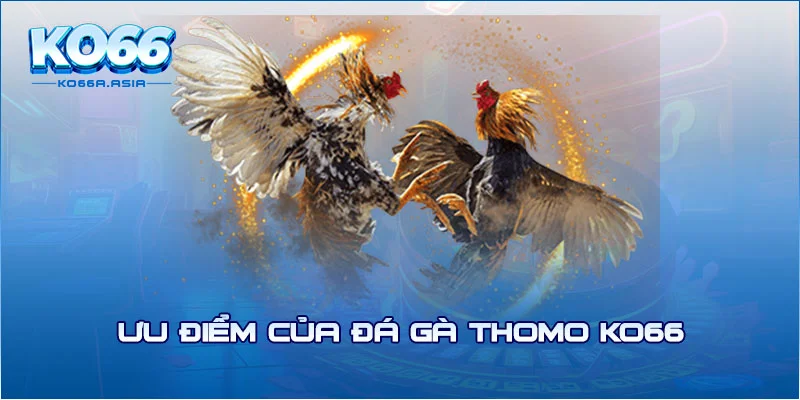 Ưu điểm của đá gà Thomo KO66